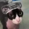 🙄 Эмодзи «#ILOVECATS!» для Telegram