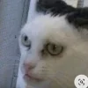 😶 Эмодзи «#ILOVECATS!» для Telegram