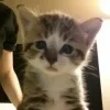 🧒 Эмодзи «#ILOVECATS!» для Telegram
