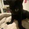 😔 Эмодзи «#ILOVECATS!» для Telegram
