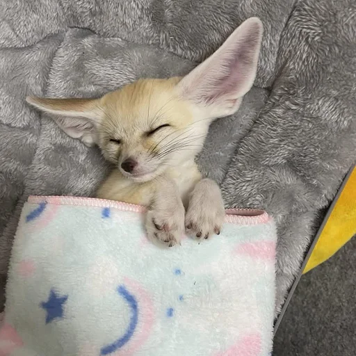 😴 Стикер «Im Fennec» для Telegram
