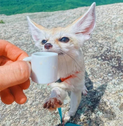 ☕️ Стикер «Im Fennec» для Telegram