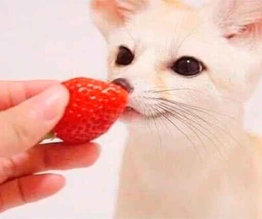 🍓 Стикер «Im Fennec» для Telegram