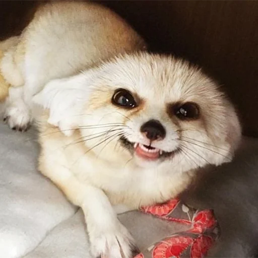 😈 Стикер «Im Fennec» для Telegram
