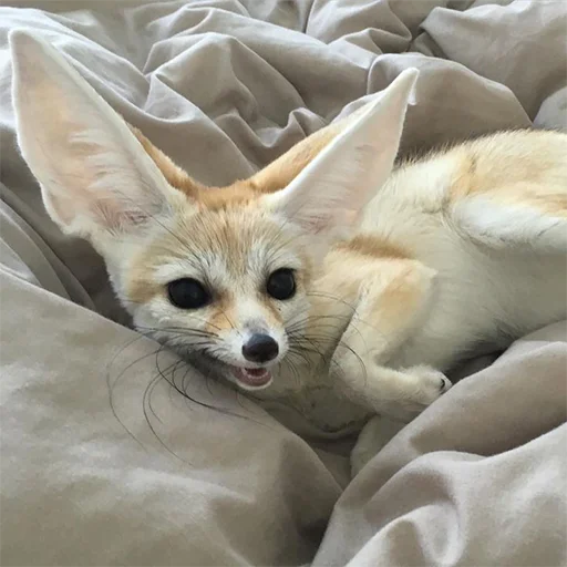 😊 Стикер «Im Fennec» для Telegram