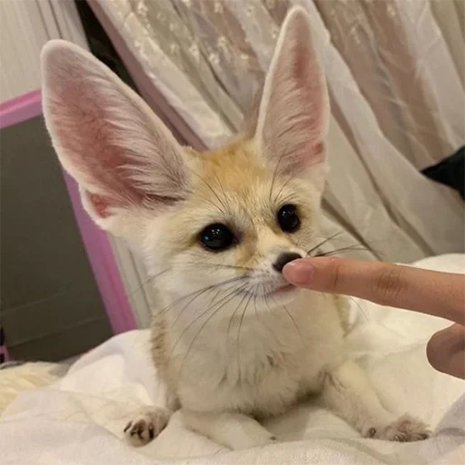 😇 Стикер «Im Fennec» для Telegram