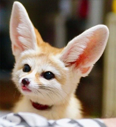 😋 Стикер «Im Fennec» для Telegram