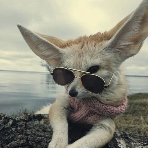 😎 Стикер «Im Fennec» для Telegram