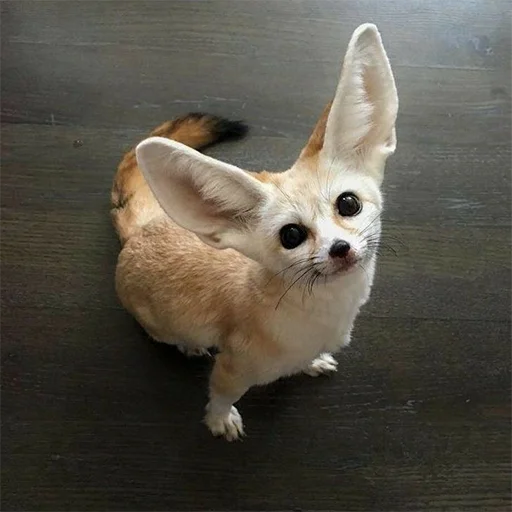 ☺️ Стикер «Im Fennec» для Telegram