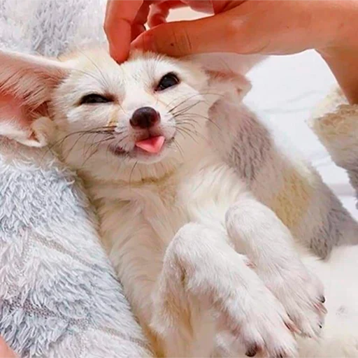 😋 Стикер «Im Fennec» для Telegram