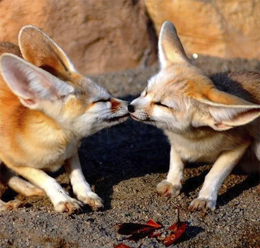 😘 Стикер «Im Fennec» для Telegram