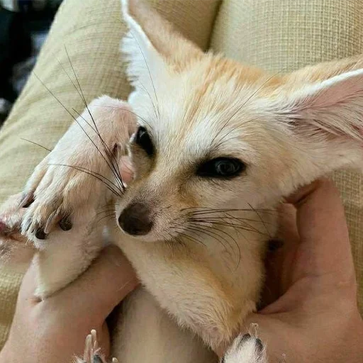 ☺️ Стикер «Im Fennec» для Telegram