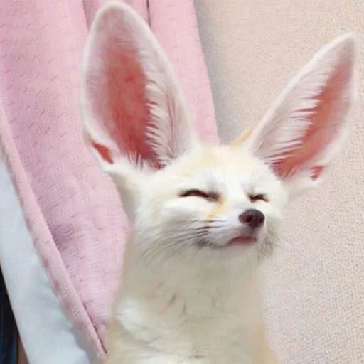 😌 Стикер «Im Fennec» для Telegram