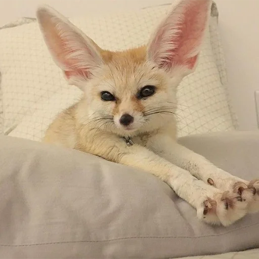 😏 Стикер «Im Fennec» для Telegram