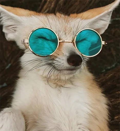 😎 Стикер «Im Fennec» для Telegram