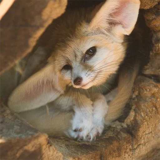 😏 Стикер «Im Fennec» для Telegram