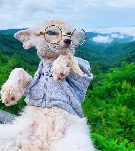 😎 Стикер «Im Fennec» для Telegram