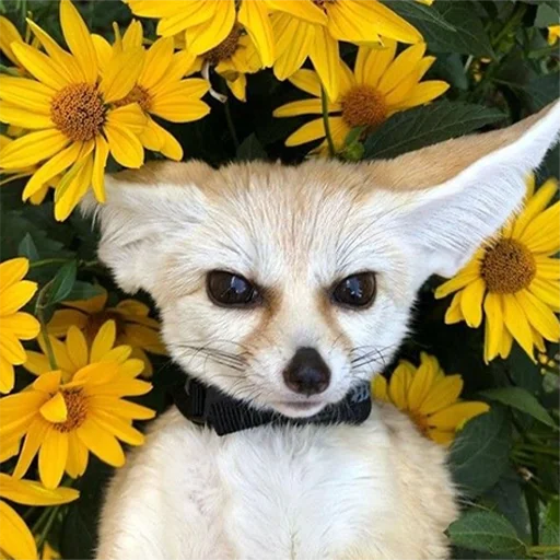 🌻 Стикер «Im Fennec» для Telegram