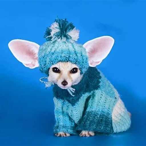 🥶 Стикер «Im Fennec» для Telegram