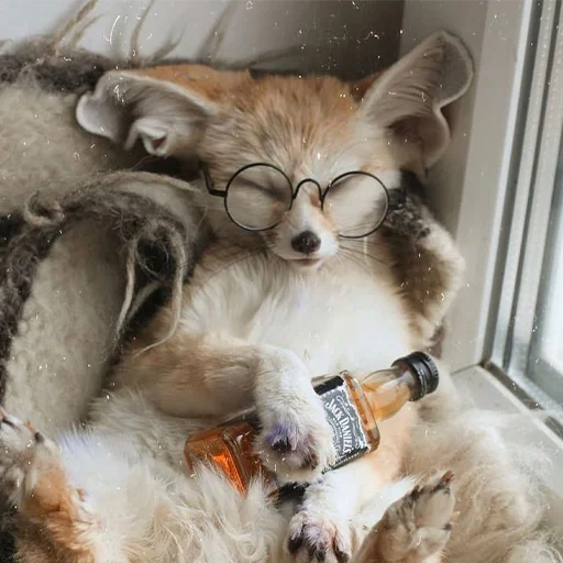 🍺 Стикер «Im Fennec» для Telegram