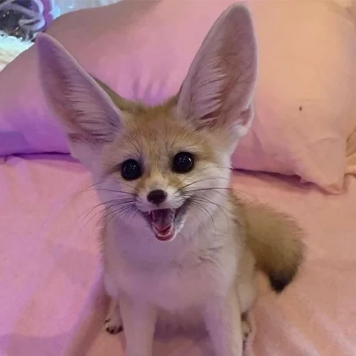 😃 Стикер «Im Fennec» для Telegram