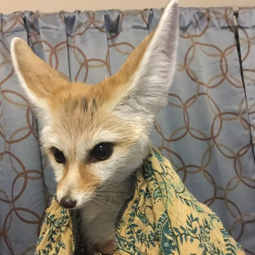😇 Стикер «Im Fennec» для Telegram