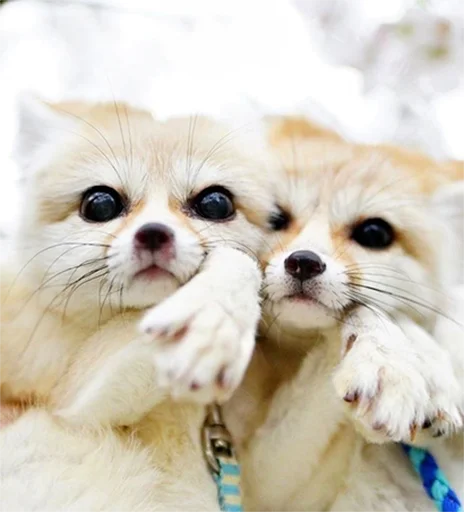 👩‍❤️‍👨 Стикер «Im Fennec» для Telegram