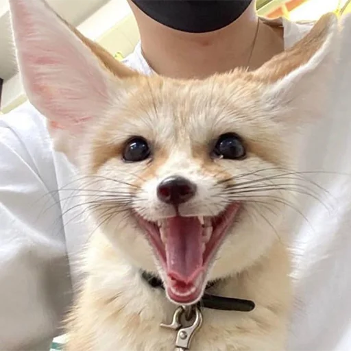 😃 Стикер «Im Fennec» для Telegram