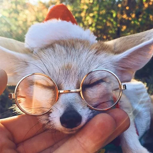🤓 Стикер «Im Fennec» для Telegram