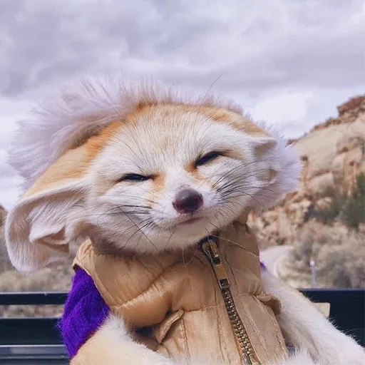 😌 Стикер «Im Fennec» для Telegram