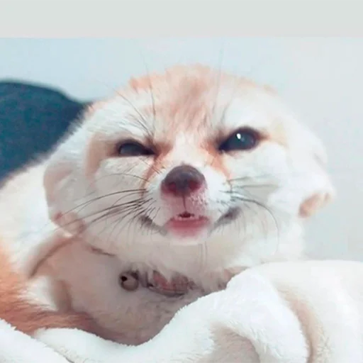 😏 Стикер «Im Fennec» для Telegram