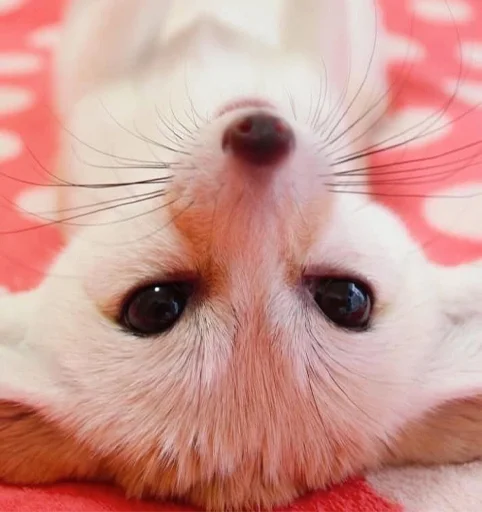 🙃 Стикер «Im Fennec» для Telegram