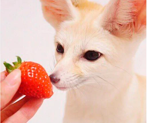 🍓 Стикер «Im Fennec» для Telegram