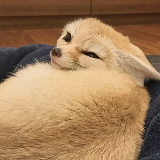 😉 Стикер «Im Fennec» для Telegram