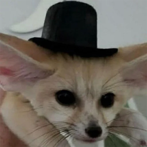 🥸 Стикер «Im Fennec» для Telegram