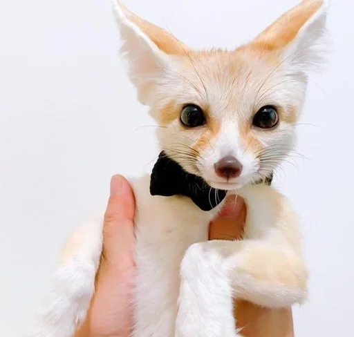 🥸 Стикер «Im Fennec» для Telegram