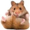 Стикерпак 🐹 ℍ𝕒𝕞𝕤𝕥𝕖𝕣𝕤 🐹 для Telegram