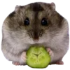 🐹 Эмодзи «🐹 ℍ𝕒𝕞𝕤𝕥𝕖𝕣𝕤 🐹» для Telegram