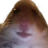 🐹 Эмодзи «🐹 ℍ𝕒𝕞𝕤𝕥𝕖𝕣𝕤 🐹» для Telegram