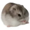 🐹 Эмодзи «🐹 ℍ𝕒𝕞𝕤𝕥𝕖𝕣𝕤 🐹» для Telegram