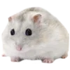 🐹 Эмодзи «🐹 ℍ𝕒𝕞𝕤𝕥𝕖𝕣𝕤 🐹» для Telegram