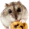 🐹 Эмодзи «🐹 ℍ𝕒𝕞𝕤𝕥𝕖𝕣𝕤 🐹» для Telegram