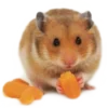 🐹 Эмодзи «🐹 ℍ𝕒𝕞𝕤𝕥𝕖𝕣𝕤 🐹» для Telegram