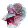 🐠 Эмодзи «𝐼𝑛 𝑡𝒉𝑒 𝑏𝑙𝑢𝑒» для Telegram