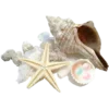 🐚 Эмодзи «𝐼𝑛 𝑡𝒉𝑒 𝑏𝑙𝑢𝑒» для Telegram