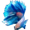 🐠 Эмодзи «𝐼𝑛 𝑡𝒉𝑒 𝑏𝑙𝑢𝑒» для Telegram
