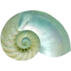 🐚 Эмодзи «𝐼𝑛 𝑡𝒉𝑒 𝑏𝑙𝑢𝑒» для Telegram
