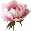 🌸 Эмодзи «ℙ𝕚𝕟𝕜 𝕒𝕕𝕕𝕚𝕔𝕥𝕚𝕠𝕟» для Telegram