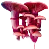🍄 Эмодзи «ℙ𝕚𝕟𝕜 𝕒𝕕𝕕𝕚𝕔𝕥𝕚𝕠𝕟» для Telegram