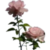 🌹 Эмодзи «ℙ𝕚𝕟𝕜 𝕒𝕕𝕕𝕚𝕔𝕥𝕚𝕠𝕟» для Telegram
